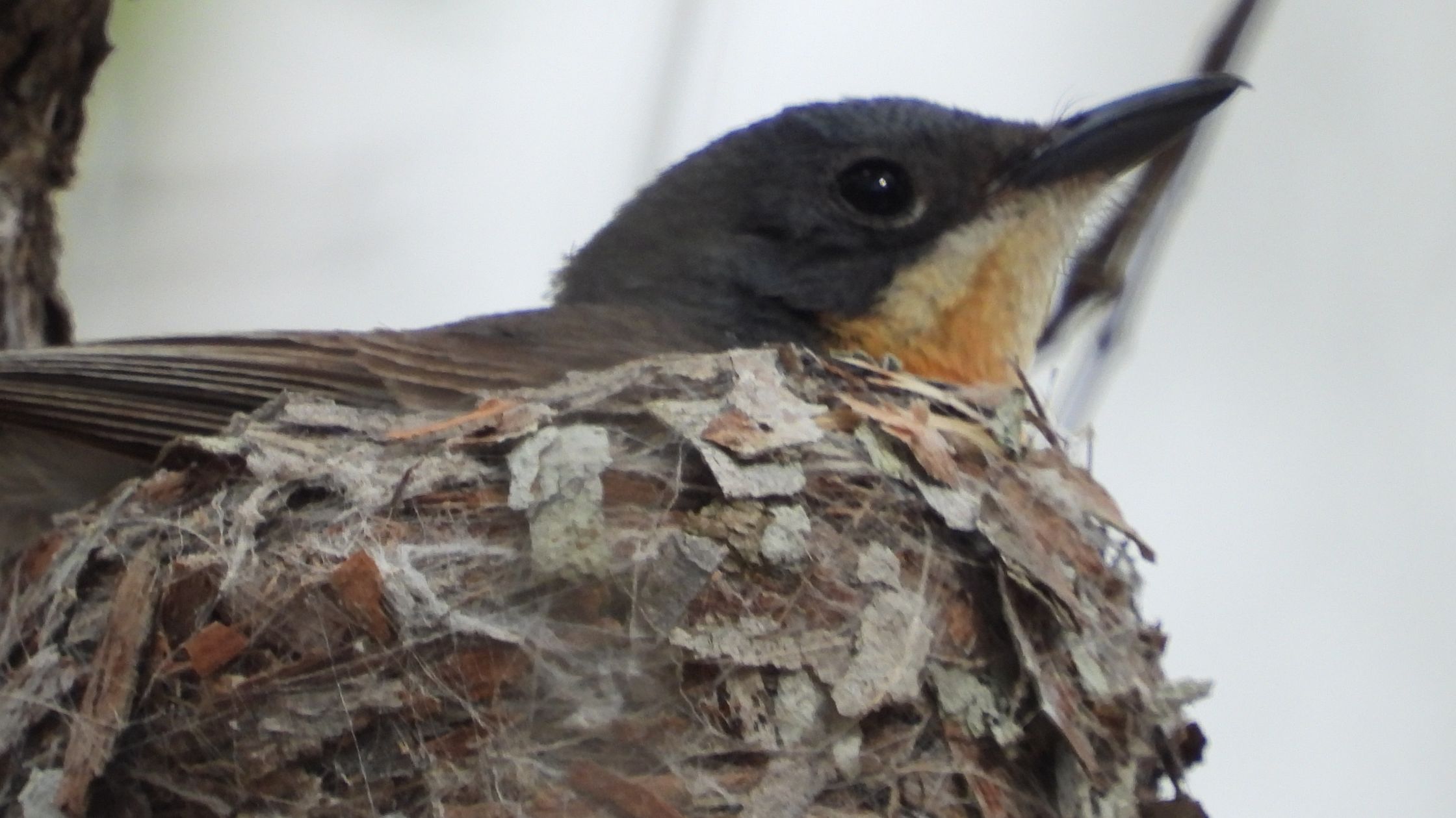 Operation: Bird Rescue - Thread of Souls